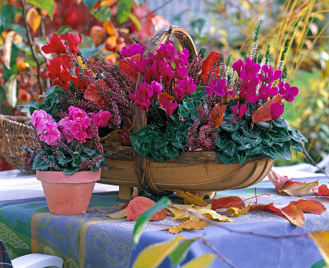 Cyclamen persicum (Alpenveilchen) in flachem Korb und Topf