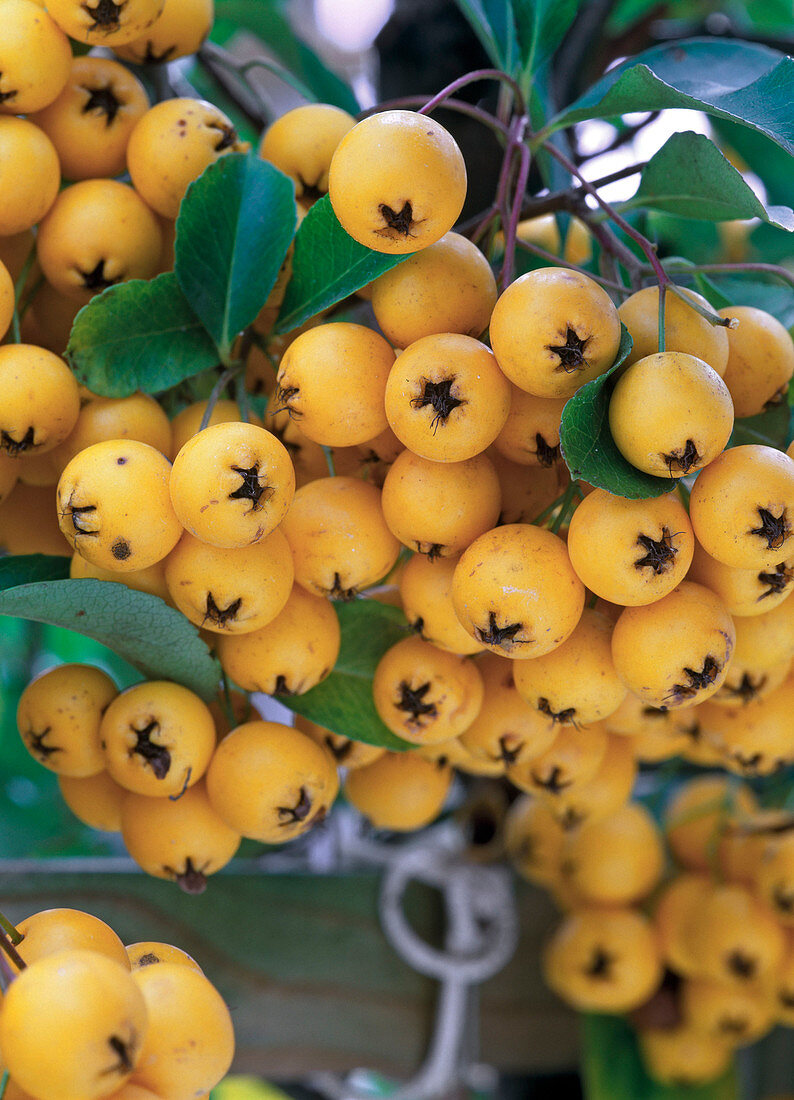 Berries of Pyracantha coccinea 'Soleil d'Or' (Firethorn)