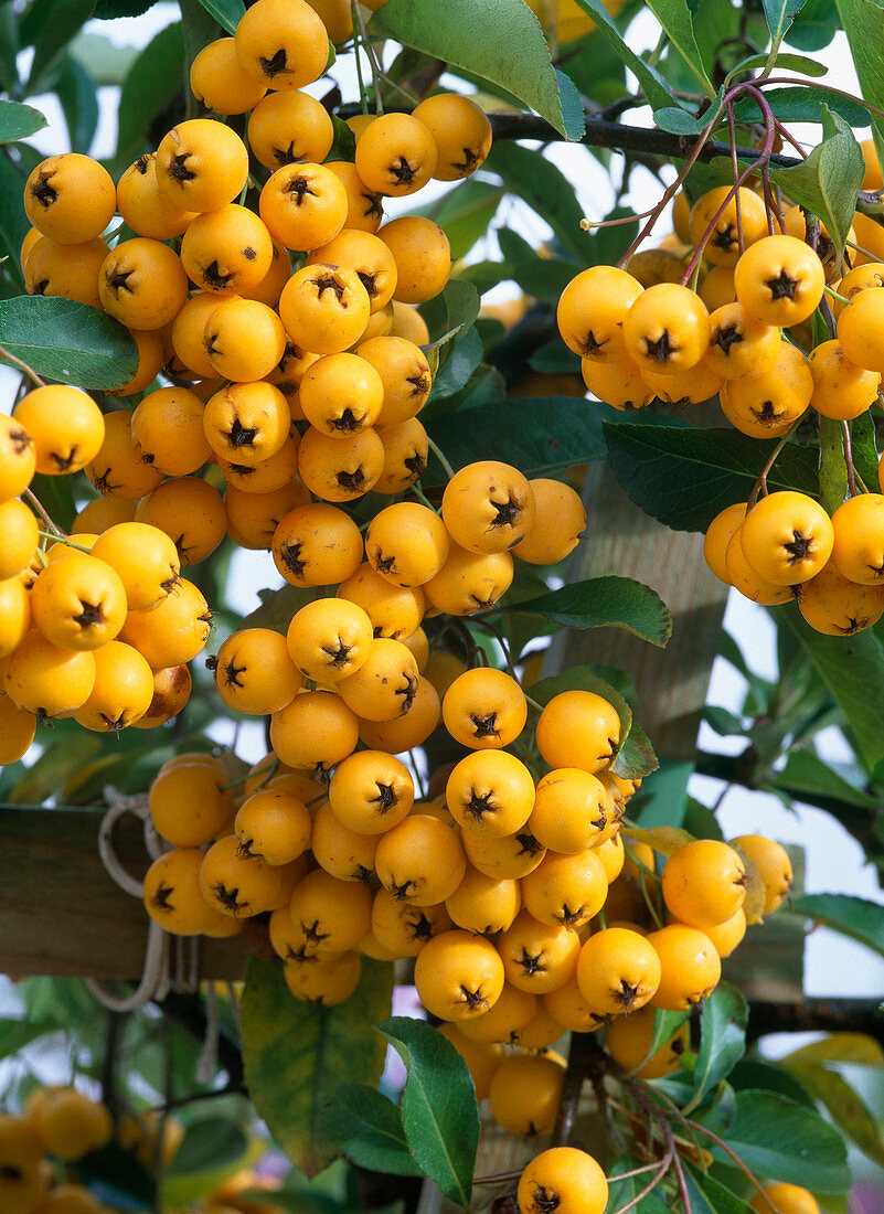 Beeren von Pyracantha coccinea 'Soleil d'Or' (Feuerdorn)