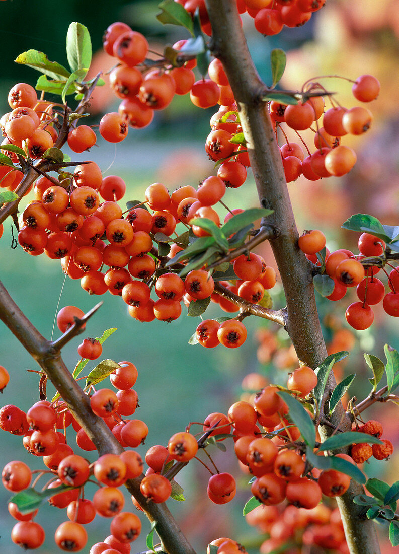 Pyracantha coccinea 'Teton' (Feuerdorn), Zweige mit Beeren