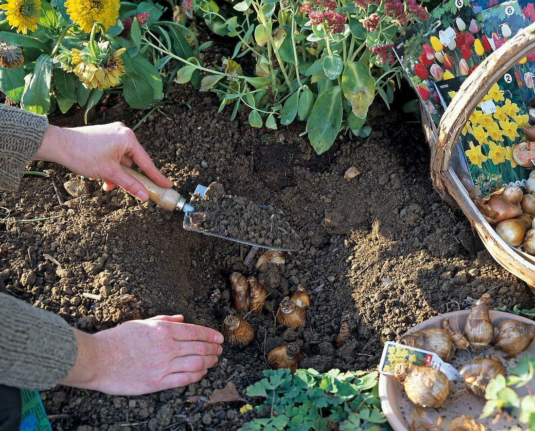 Cover onions of Narcissus (Narcissus) with soil