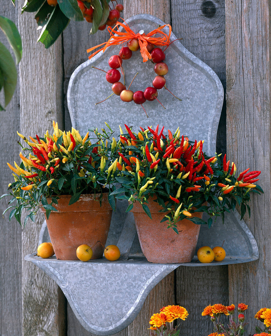 Galvanized wall shelf with Capsicum annuum 'Medusa'