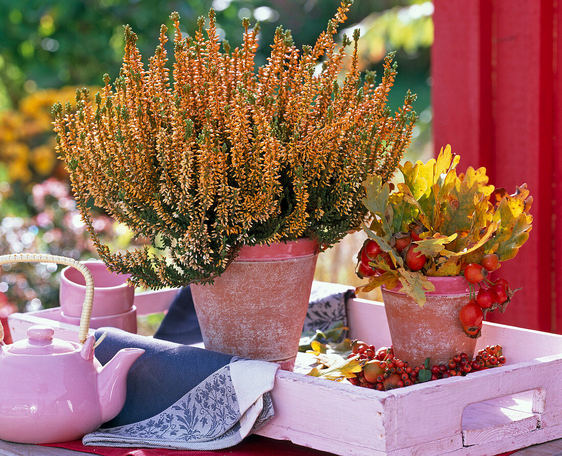 Calluna (summer heather buds flowering ) orange sprayed