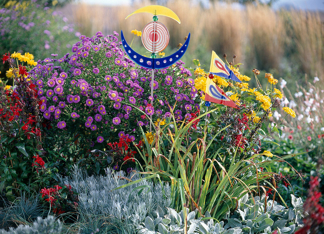 Aster novi-belgii 'Royal Velvet' (Glattblattaster)