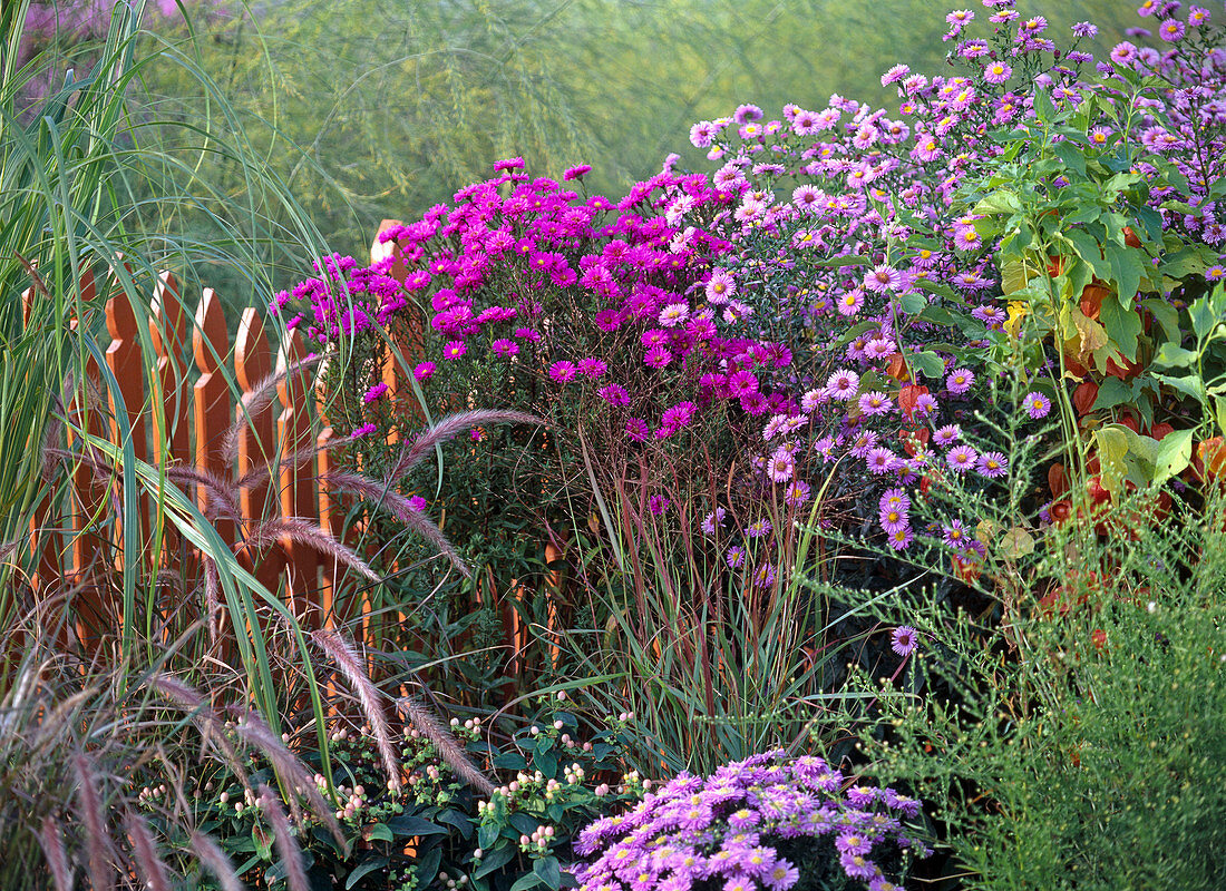 Aster 'Crimson Dome' Barr's Pink '(Smooth-leaved Aster)