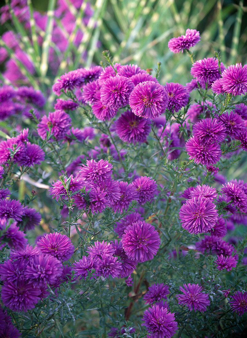 Aster novi-belgii 'Patricia Ballard' (Glattblatt-Aster)