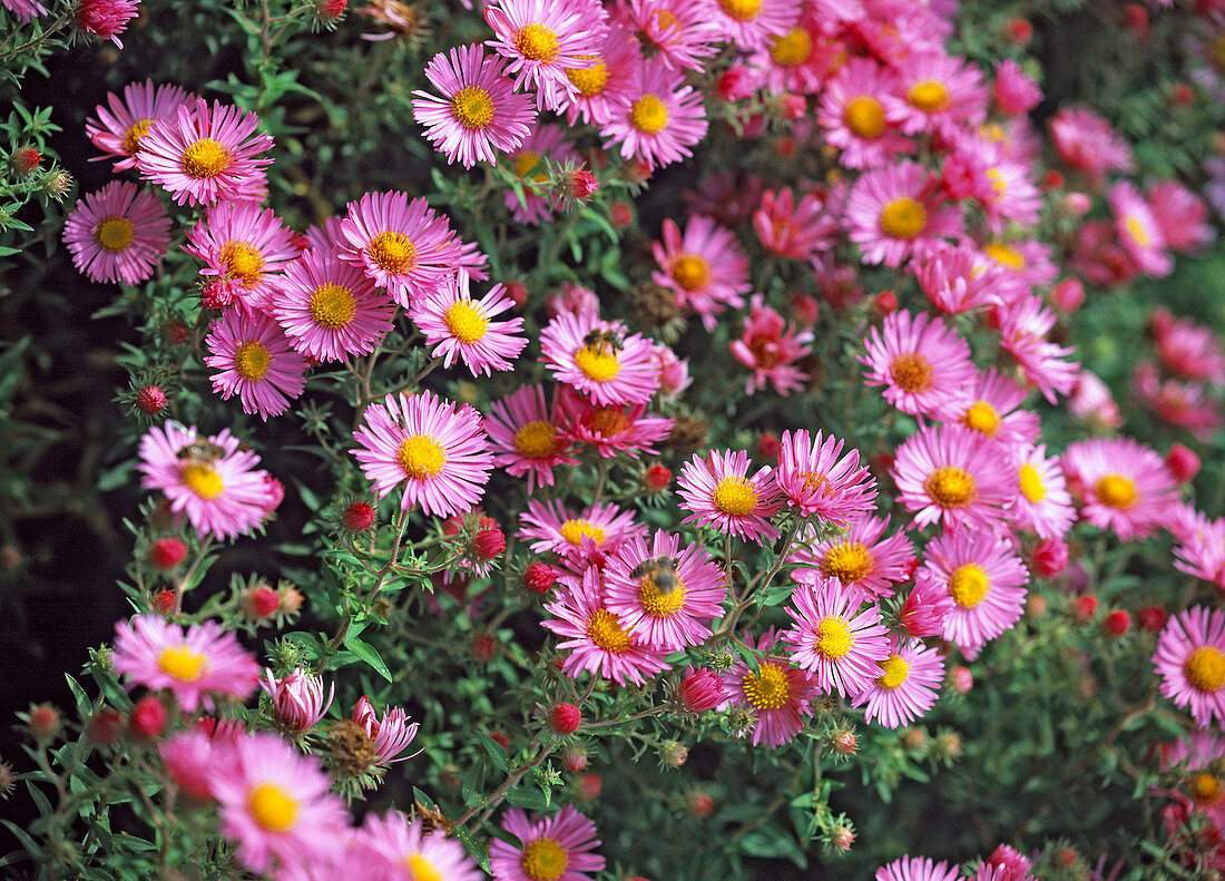 Aster Dumosus 'Autumn Greetings from the Bresserhof' (Aster novae-angliae)
