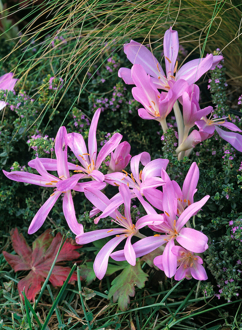 Flowering meadow saffron