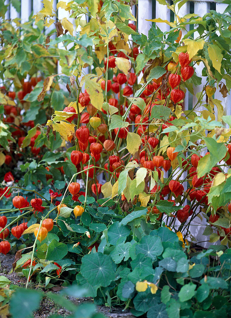 Physalis (lanterns) in front of white fence