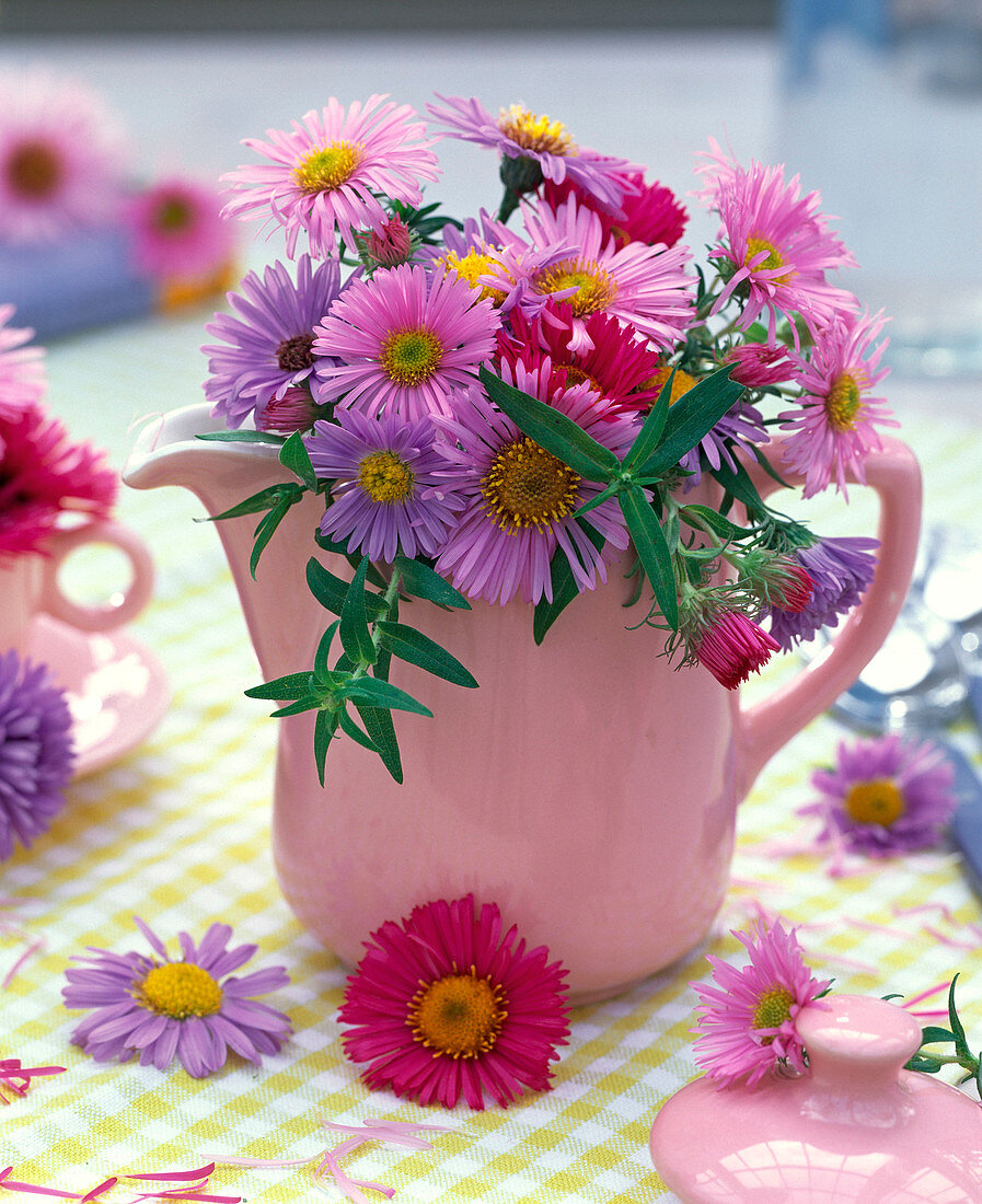 Strauß aus rosa und lila Aster (Astern) in rosa Kanne