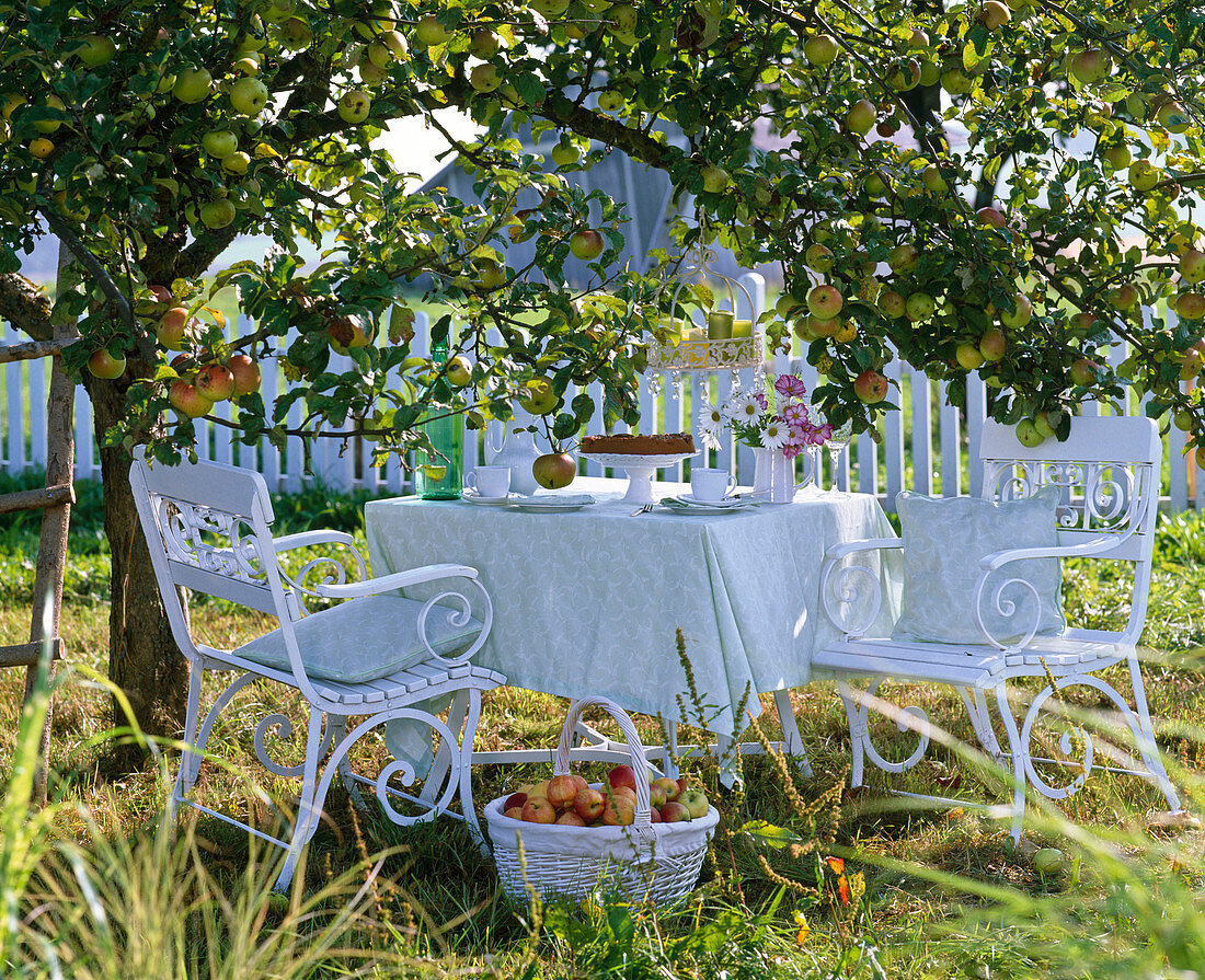 White sofa under malus (apple tree)