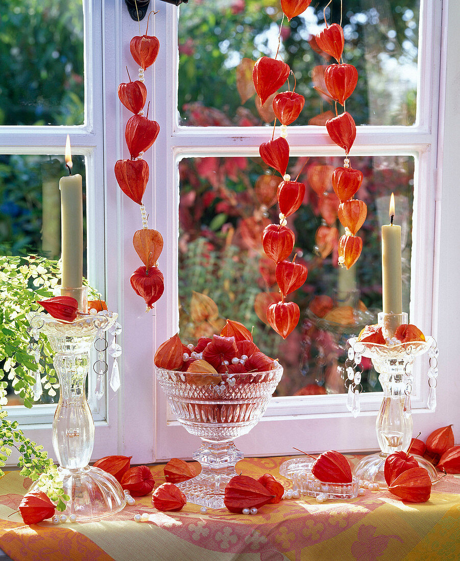 Physalis threaded and hung on the window, in glass bowl