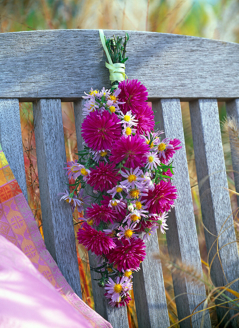 Hängender Strauß aus verschiedenen Aster (Astern) an Lehne von Holzstuhl