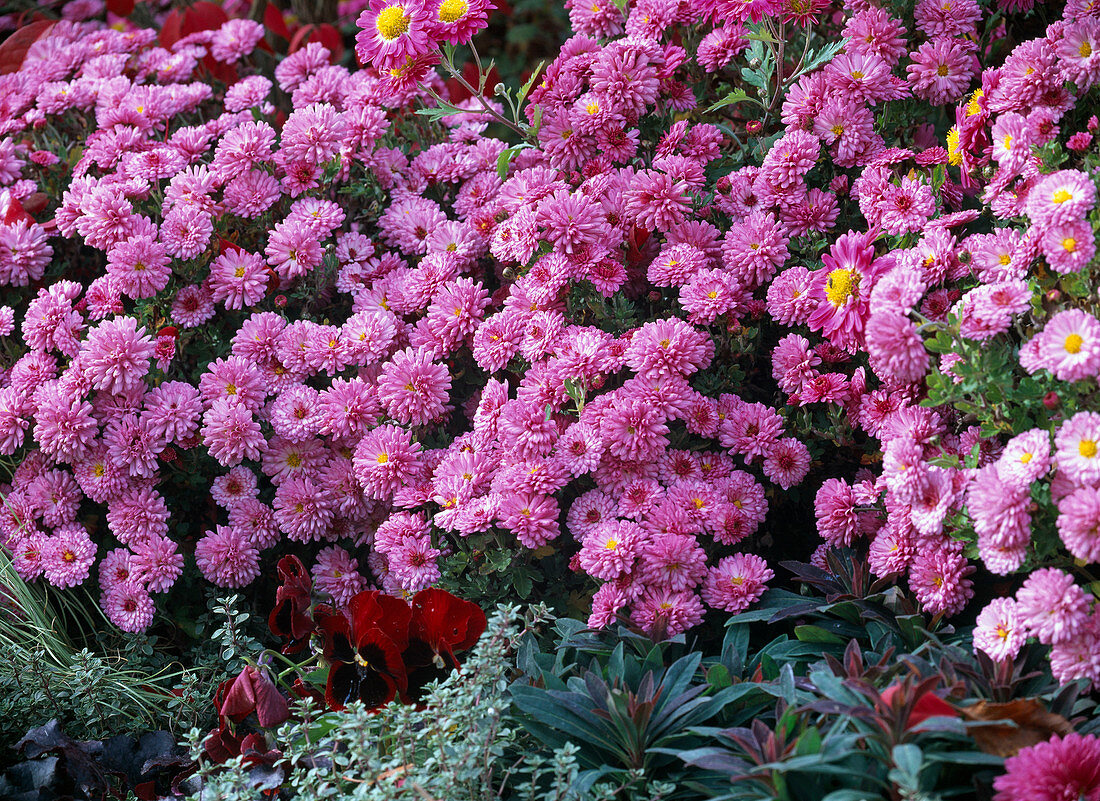 Chrysanthemum indicum 'Schweizerland' (Chrysanthemum)