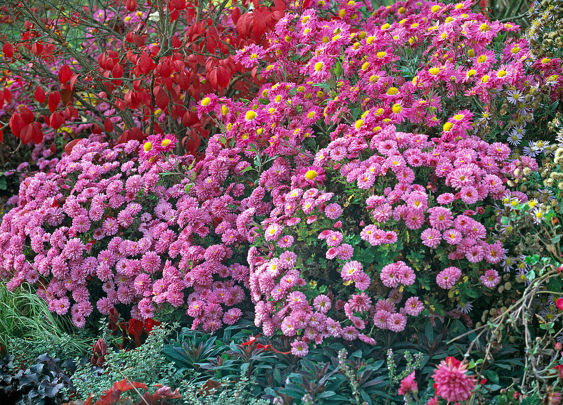 Chrysanthemum indicum 'Schweizerland' (Chrysantheme)