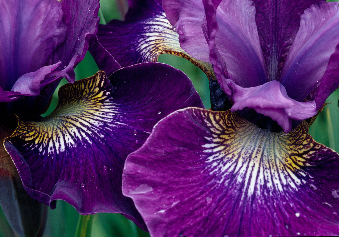 Flowers of Iris sibirica 'Caesar's Brother' (Siberian iris)