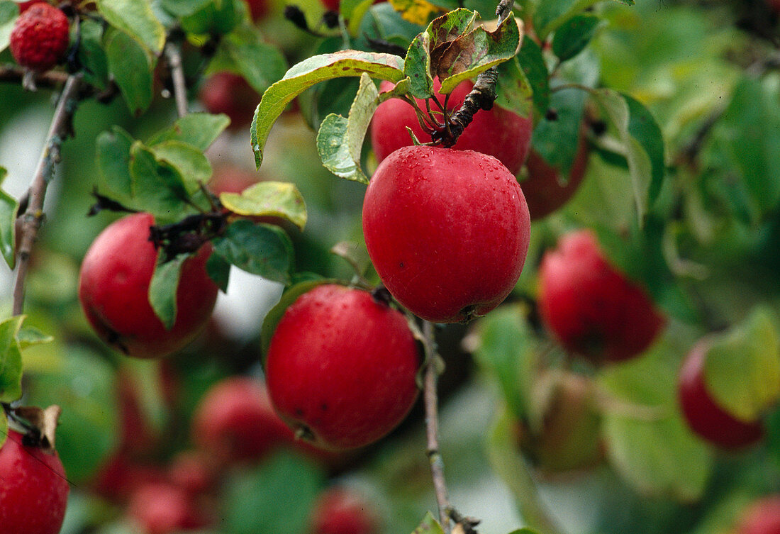Malus 'Berner Rosenapfel' (apple), tree with red fruits
