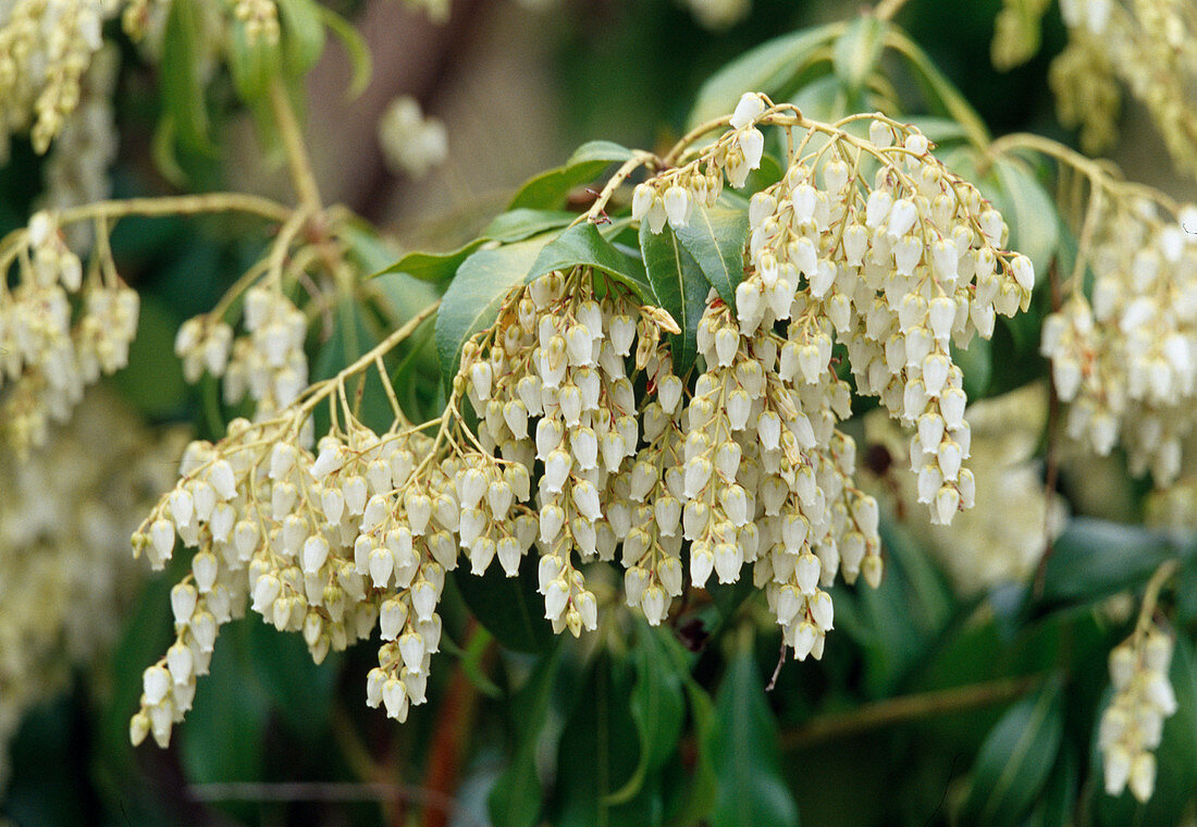 Flowers of Pieris japonica (Japanese lavender heather)