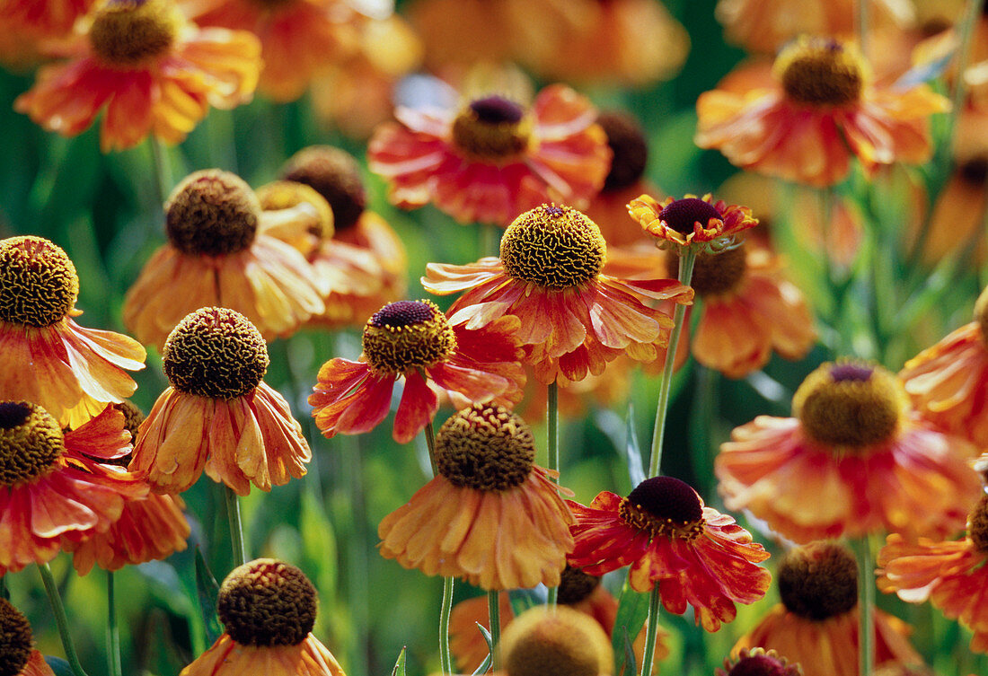 Helenium 'Sahins Early Flowerer' (sneezeweed)