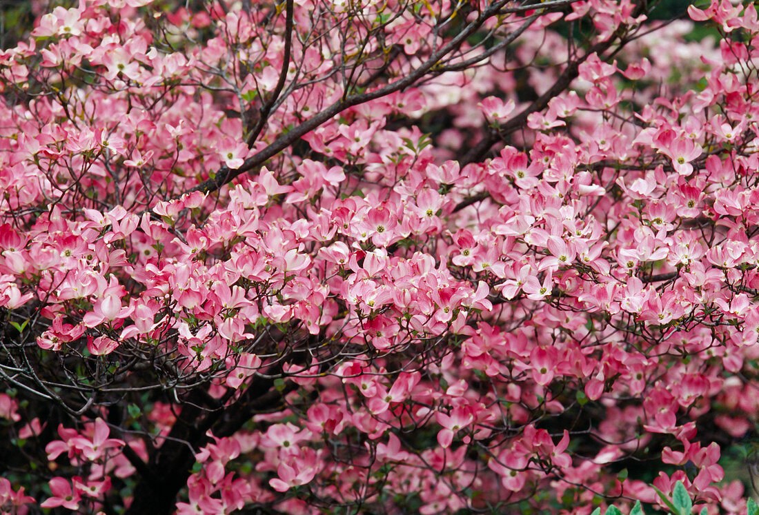 Cornus florida 'Rubra' (Florida-Hartriegel)