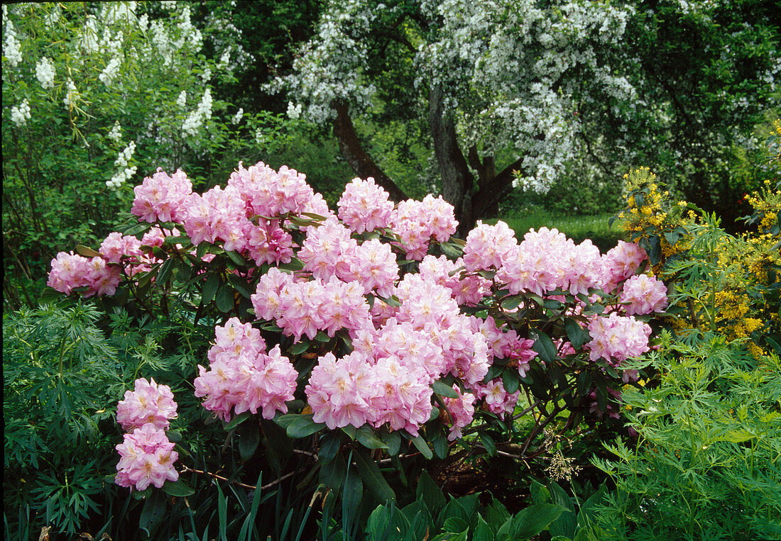 Rhododendron 'Scintillation' (Alpine Rose)