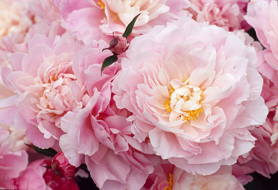 Paeonia lactiflora 'Bingen' (Chinese peony), fragrance