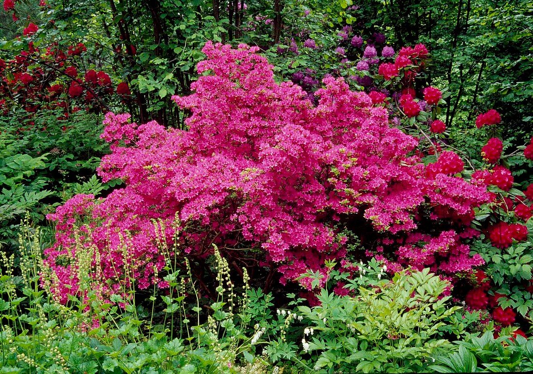 Rhododendron obtusum 'Kermesina' (Japanese azalea)