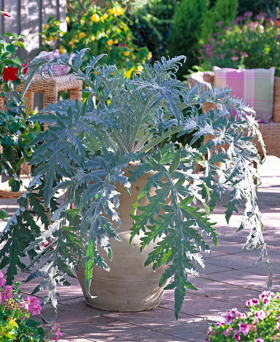 Cynara scolymus (Artischocke) in hellem Tonkübel