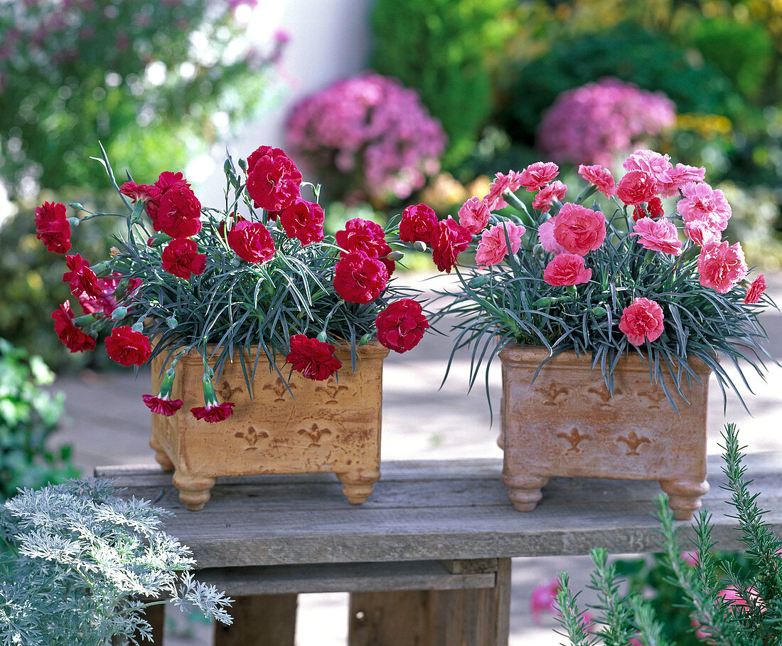 Dianthus caryophyllus (carnations)