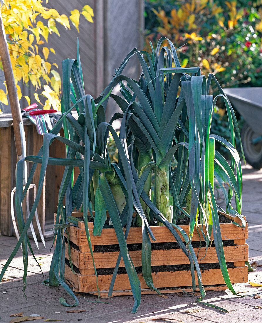 Keeping harvested leek fresh