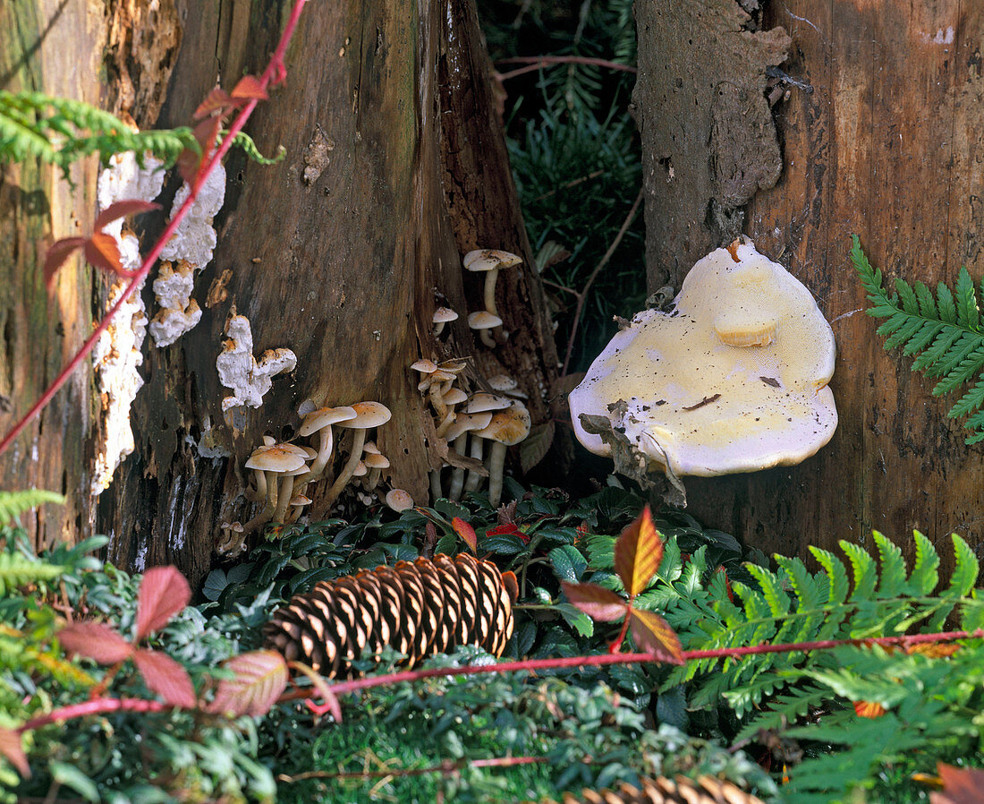 Tree fungi grow out of rotten wood