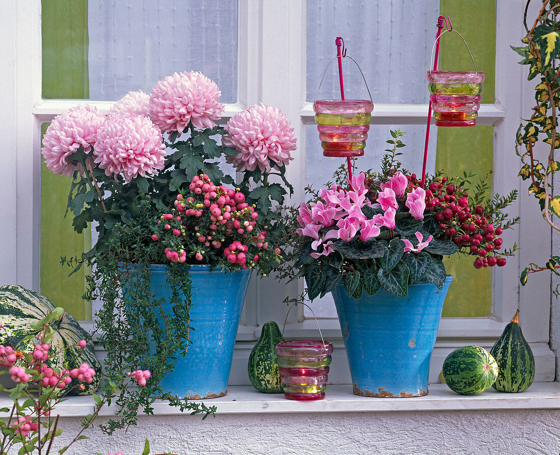 Chrysanthemum grandiflorum (Decorative Chrysanthemum)