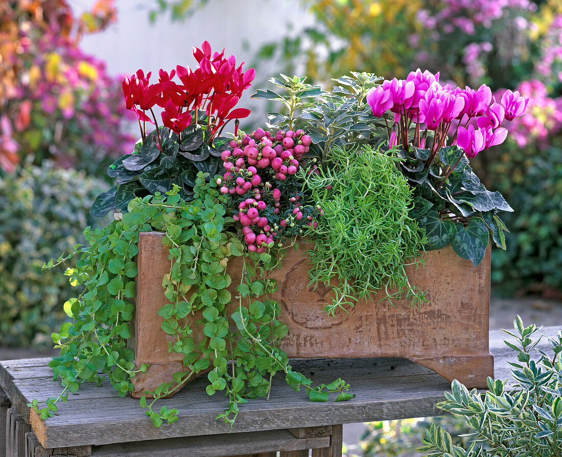 Cyclamen (Alpenveilchen), Pernettya (Torfmyrte), Sedum