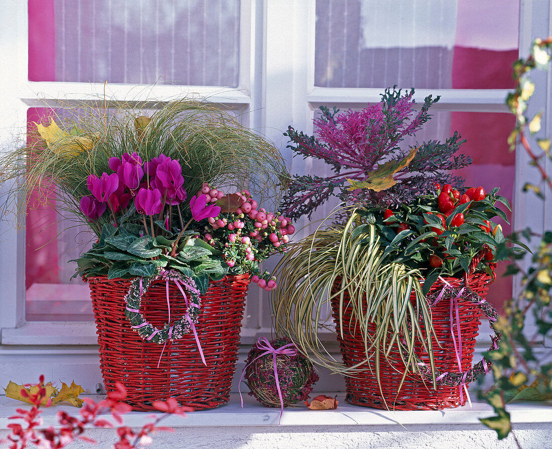 Cyclamen (Alpenveilchen), Carex testacea und hachijoensis