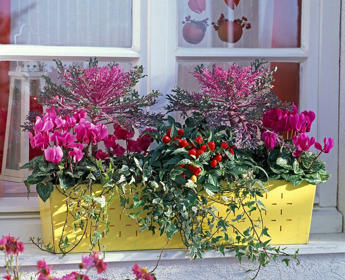 Brassica (Zierkohl), Cyclamen (Alpenveilchen), Capsicum (Zierpaprika)