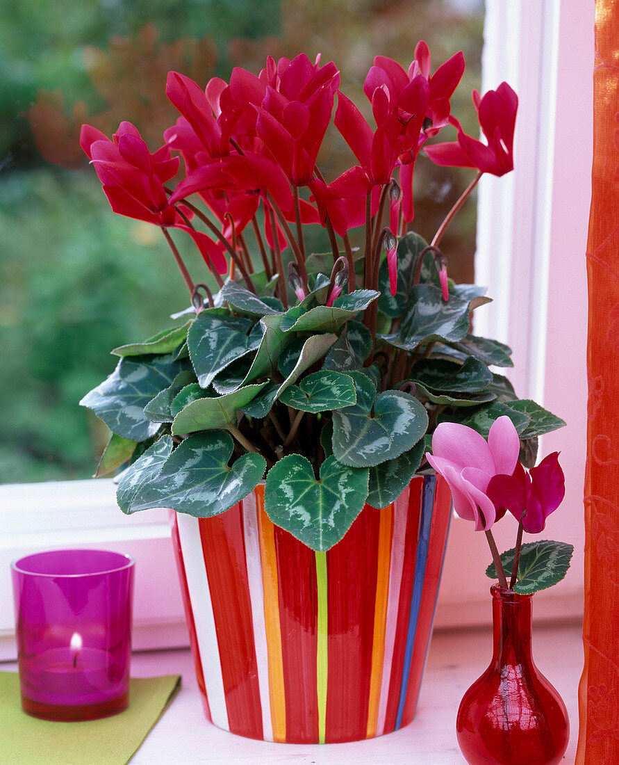 Cyclamen persicum (Alpenveilchen) in gestreiftem Übertopf am Fenster