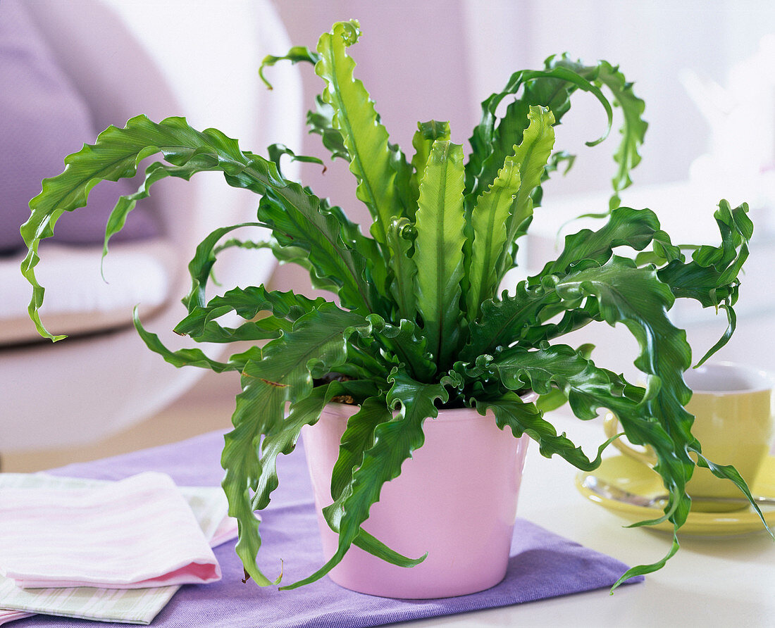 Asplenium antiquum 'Osaka' (striped fern) in a pink planter on the table