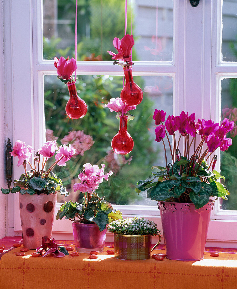 Cyclamen persicum (Alpenveilchen) in Töpfen und kugeligen Hängevasen