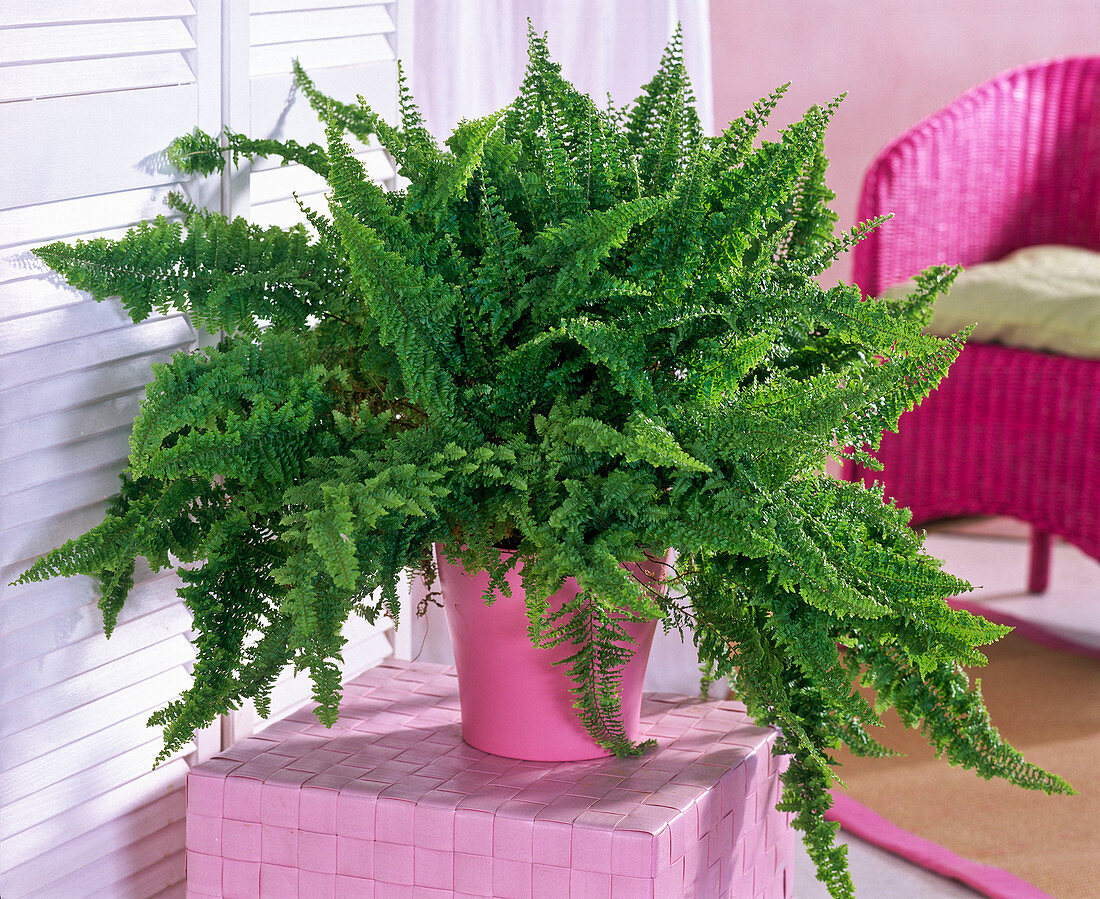 Nephrolepis exaltata 'Corditas' (sword fern) on wicker stool