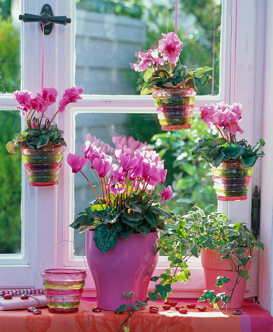 Cyclamen persicum (Alpenveilchen) auf der Fensterbank und als Minis im Fenster