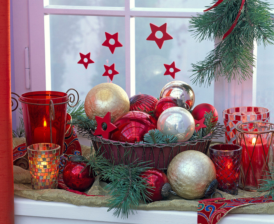 Pinus (pine), Abies (fir) at window, in bowl, tree balls