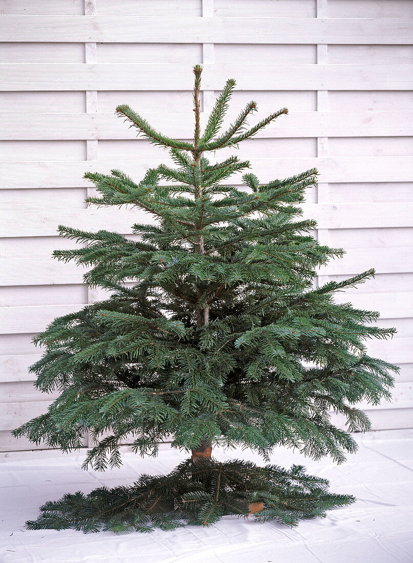 Abies nordmanniana, in Christmas tree stand, unadorned