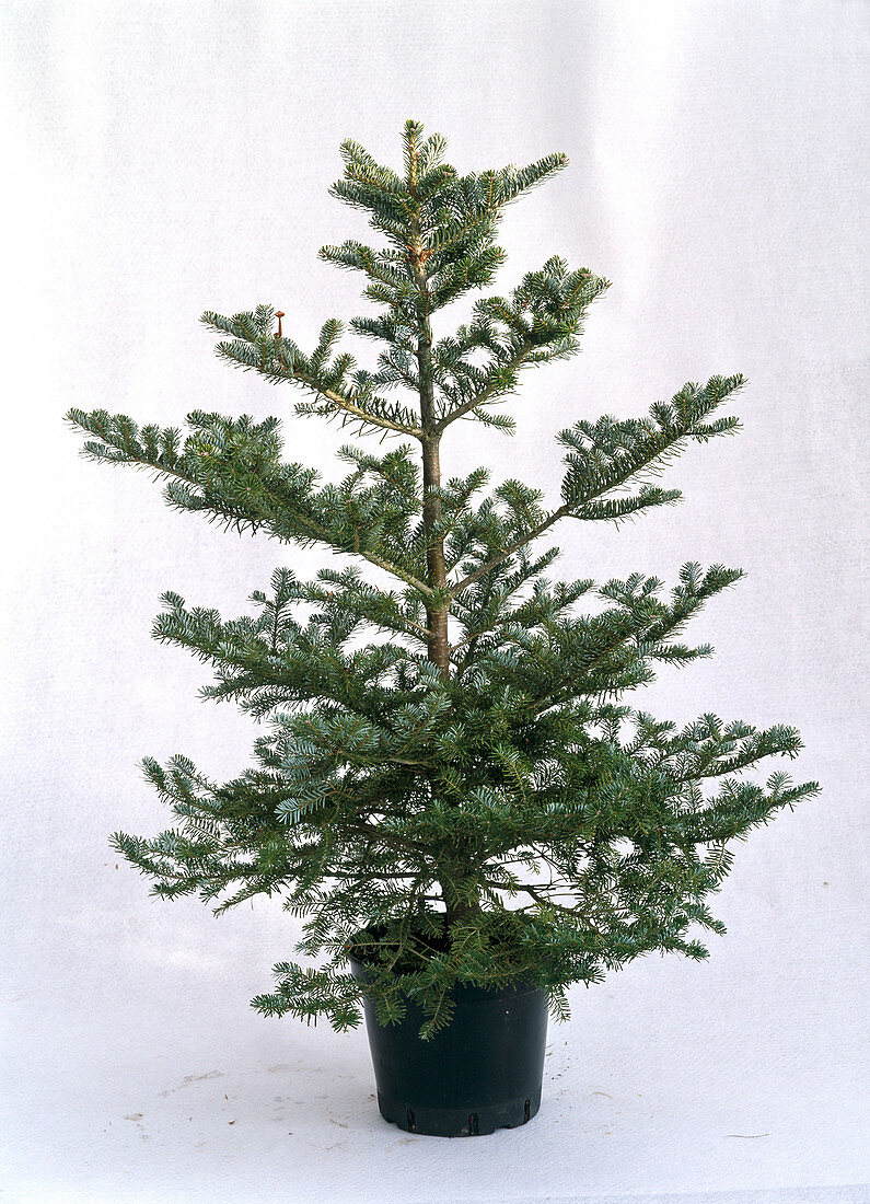 Abies koreana (Korean fir) in pot as free-standing tree, undecorated