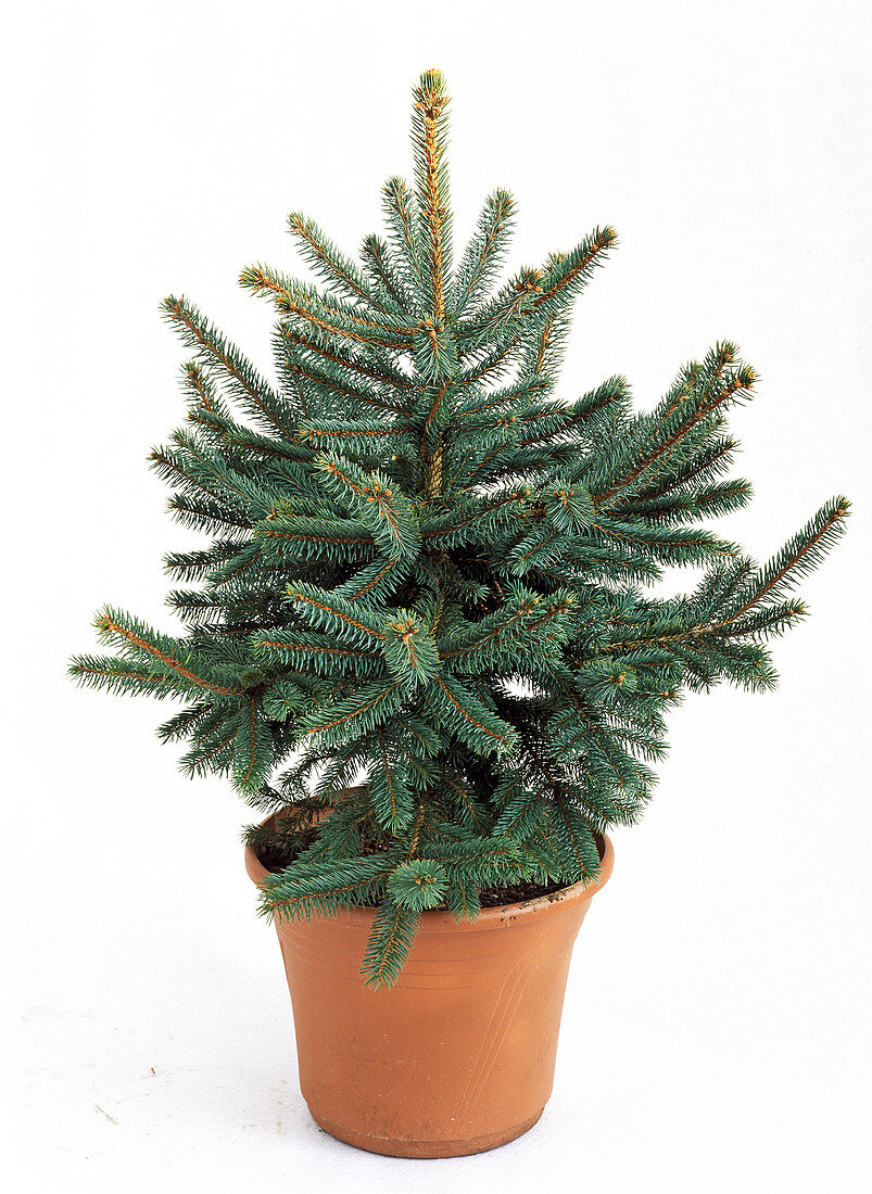 Picea pungens 'Glauca' (Blaue Stech - Fichte) in Topf als Freisteller