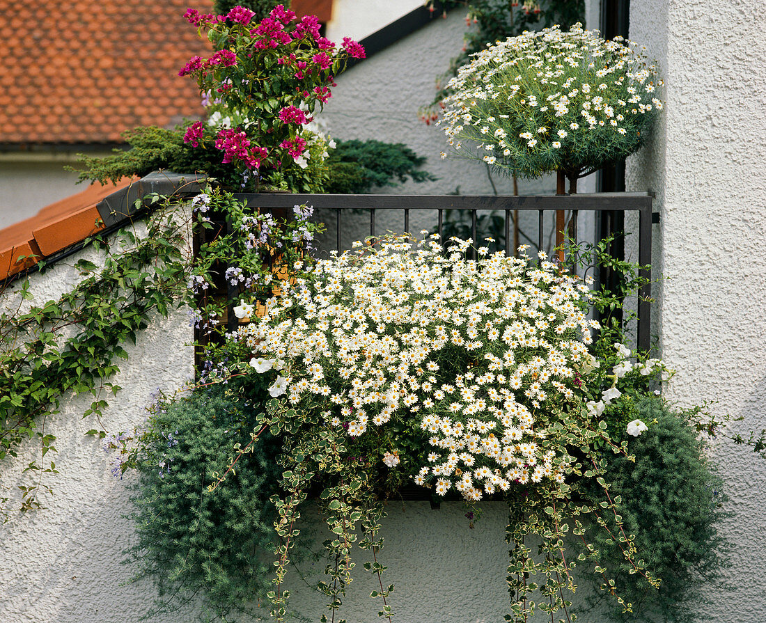 Argyranthemum (Margeriten) in Kasten außen am Dachbalkon