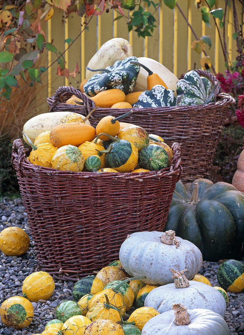 Various Cucurbita (pumpkins) in baskets and on terrace