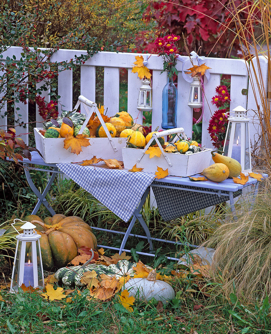 Various Cucurbita (ornamental and edible pumpkins) in white boxes, on table