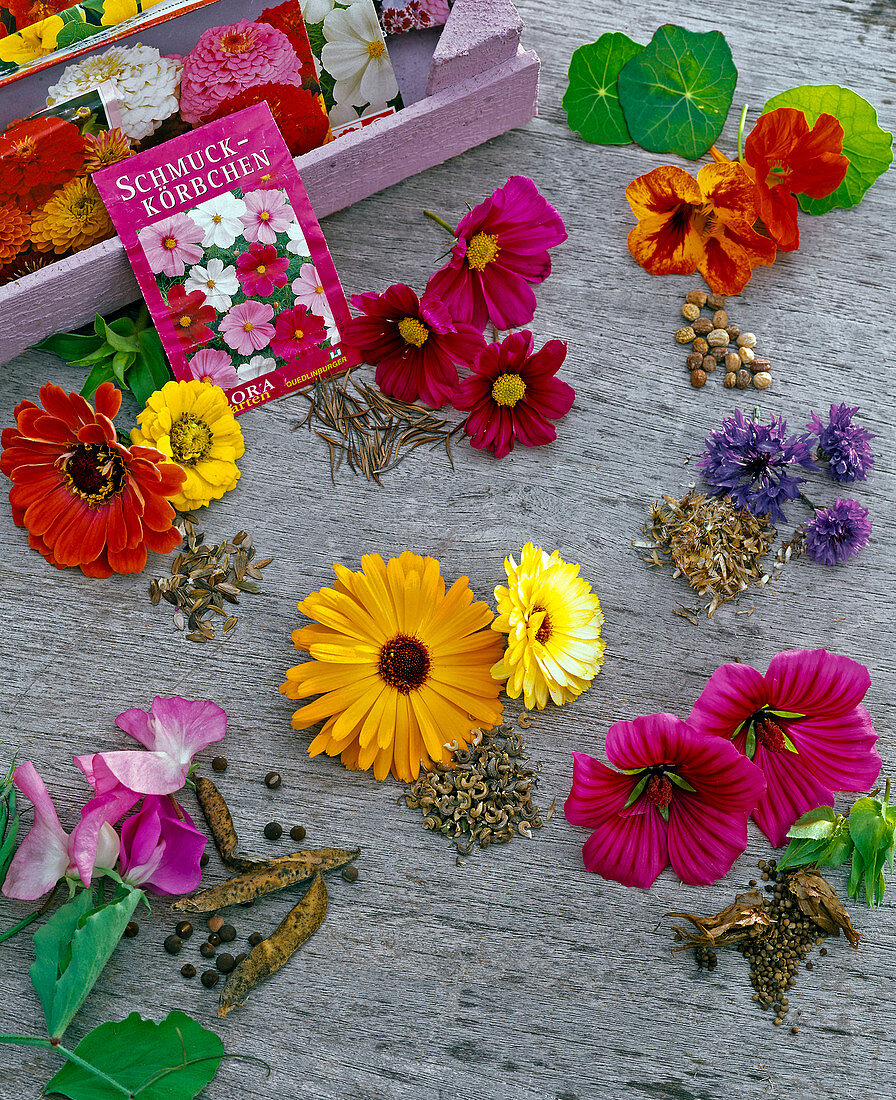 Summer flowers and their seeds in a clockwise tropaeolum