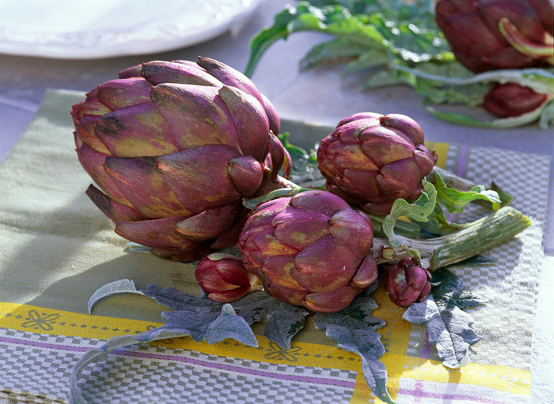 Cynara (Artischocke), Knospen und Blätter