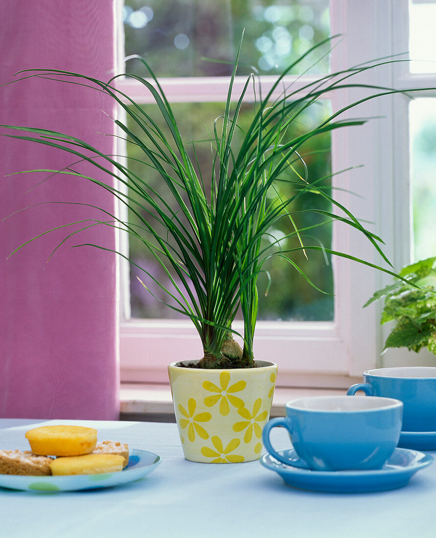 Beaucarnea (elephant foot) in flowered planter on the table, blue teacup